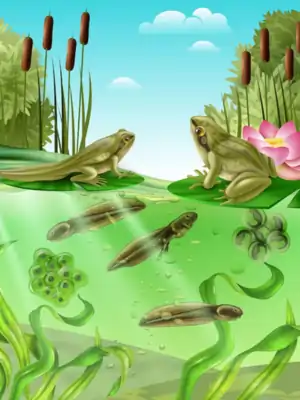 Aesop fables The Boys and the Frogs short stories for kids